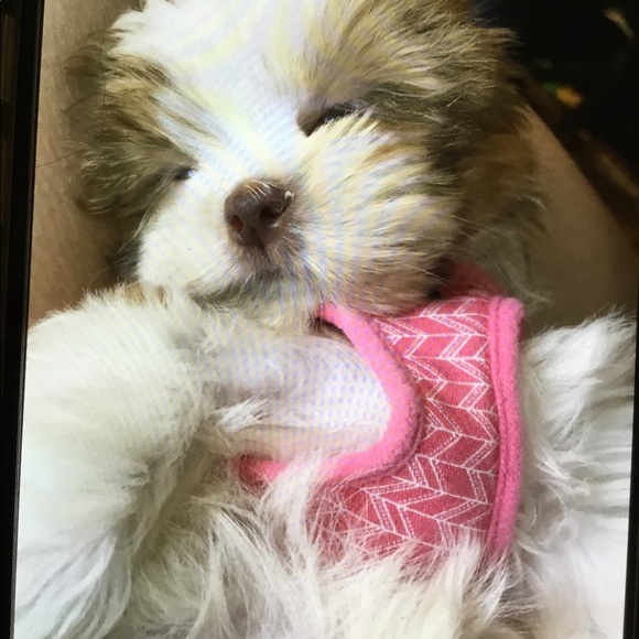 Meet your Posher, Jen - Picture 7 of 11